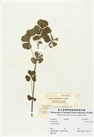 藏品(大酢漿草)的圖片